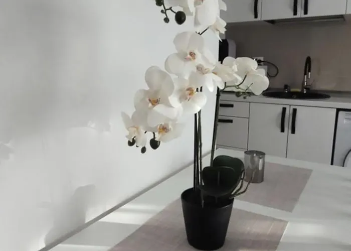Brancoveanu Apartament's Appartement